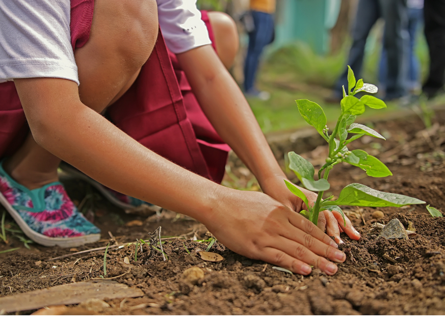 Child planting a tree seedling by hand