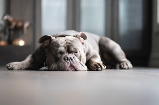 Bulldog sleeps on the floor looking relaxed