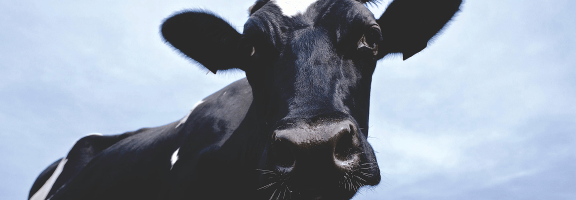 black and white cow