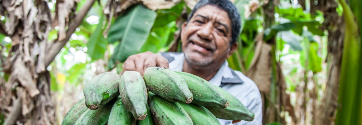 Man with banana fruit in a banana plantation