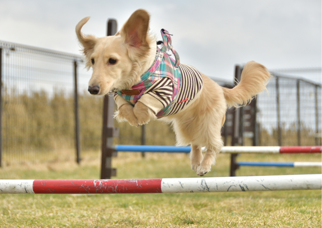 Blonde sausage dog going over a jump on an agility course. It is wearing a jumper and it's ears are flapping in the air.