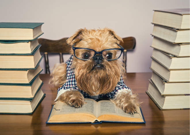 Small scruffy dog wearing glasses and a jumper is sitting at a desk with a pile of books