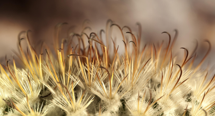 Close up of a thistle