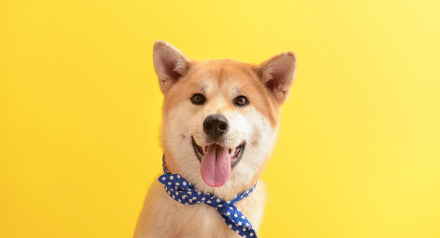 Happy looking shiba inu dog on a yellow background