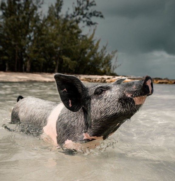 Even pigs swimming in the sea in the bahamas are impressed by SystemSeed digital government solutions!
